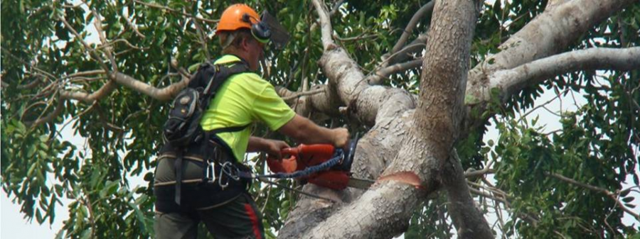 A park with well maintained trees - a safer environment to play in!