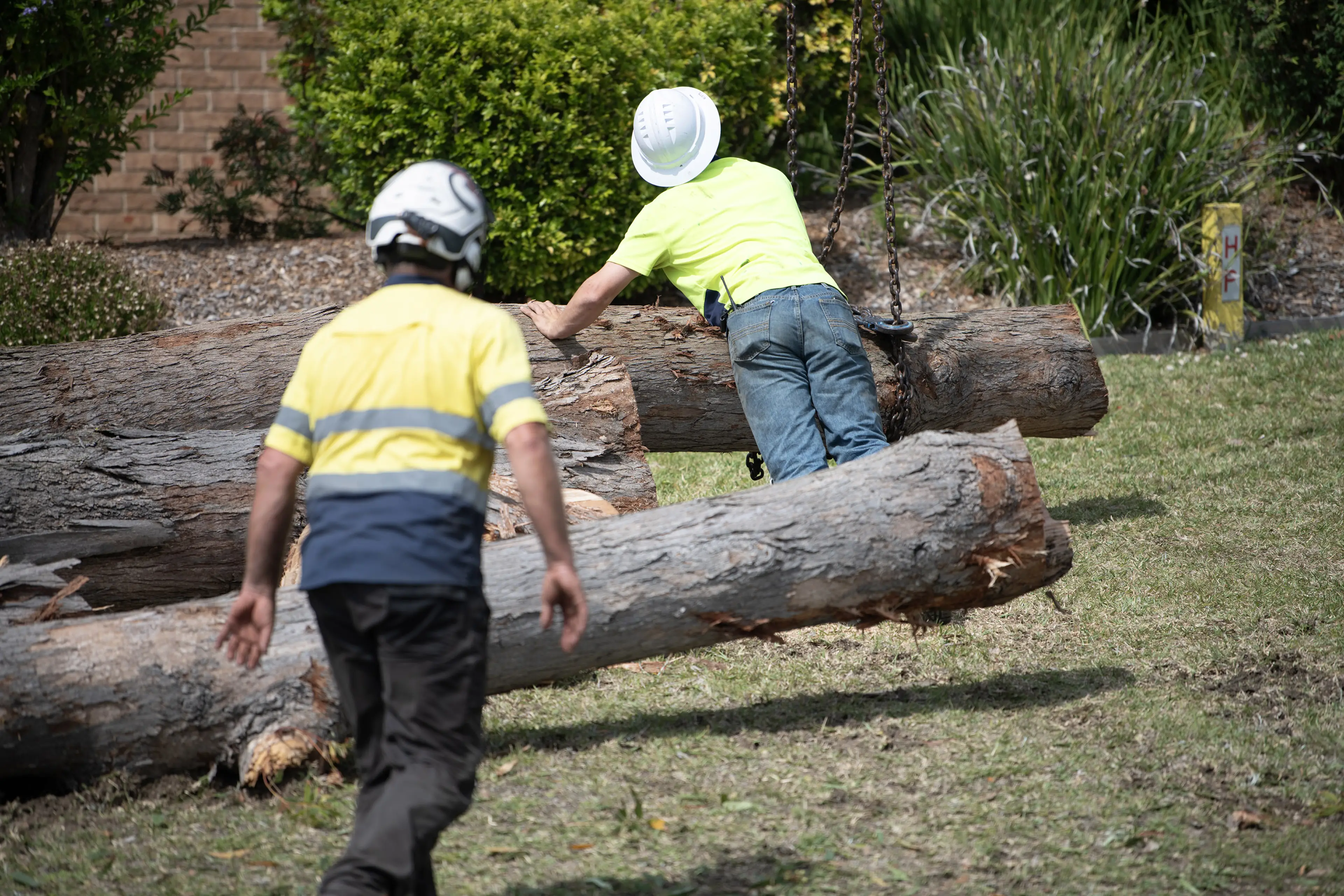 Tree Removal Council Approval