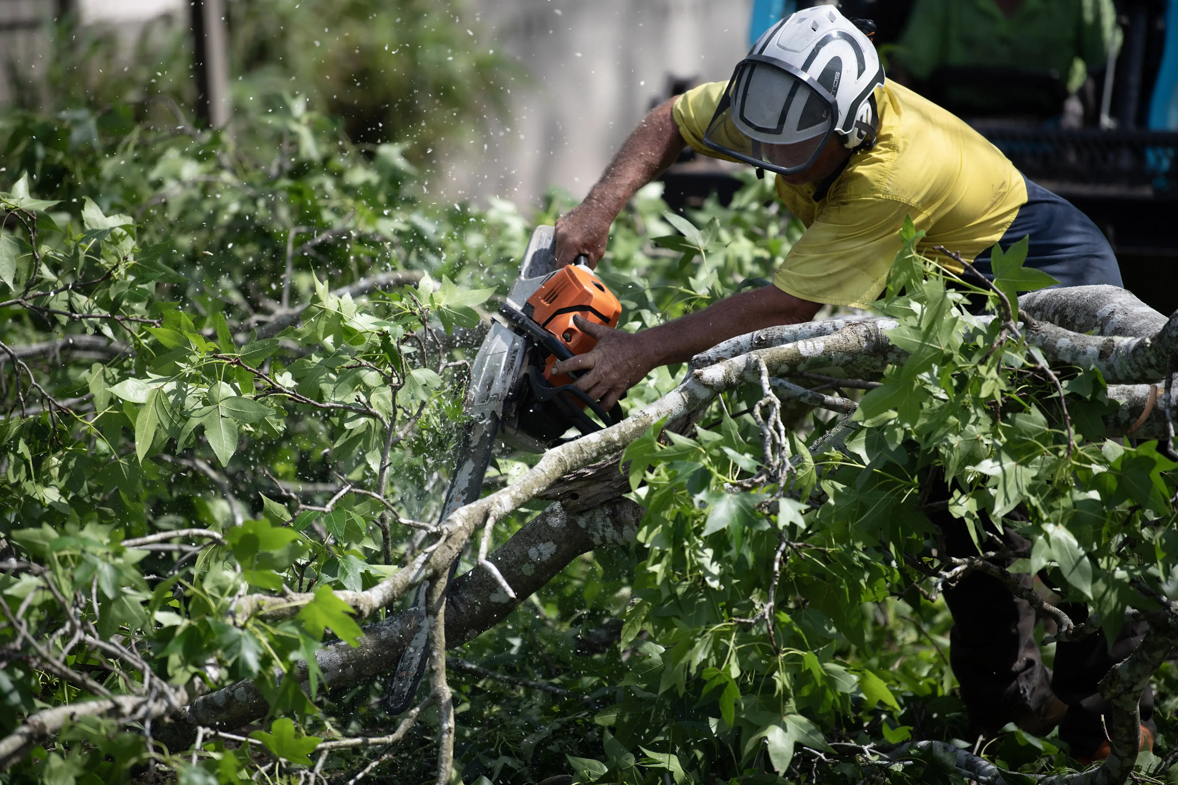 Full-service tree care for Narrawallee