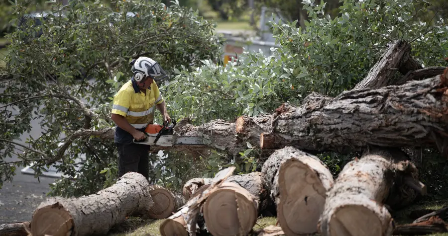 Mollymook Large Tree Clean Up