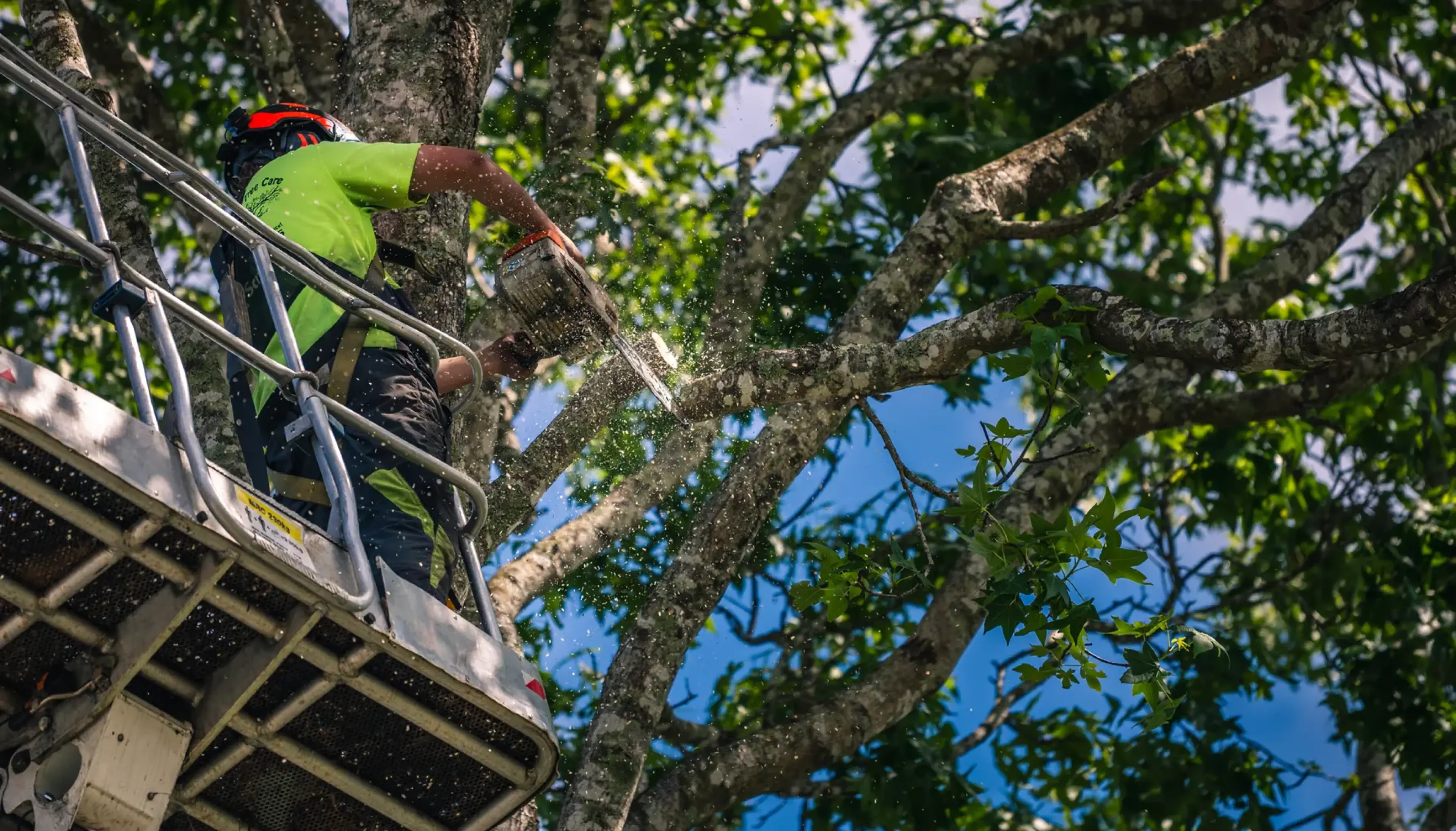 We are highly-trained arborists