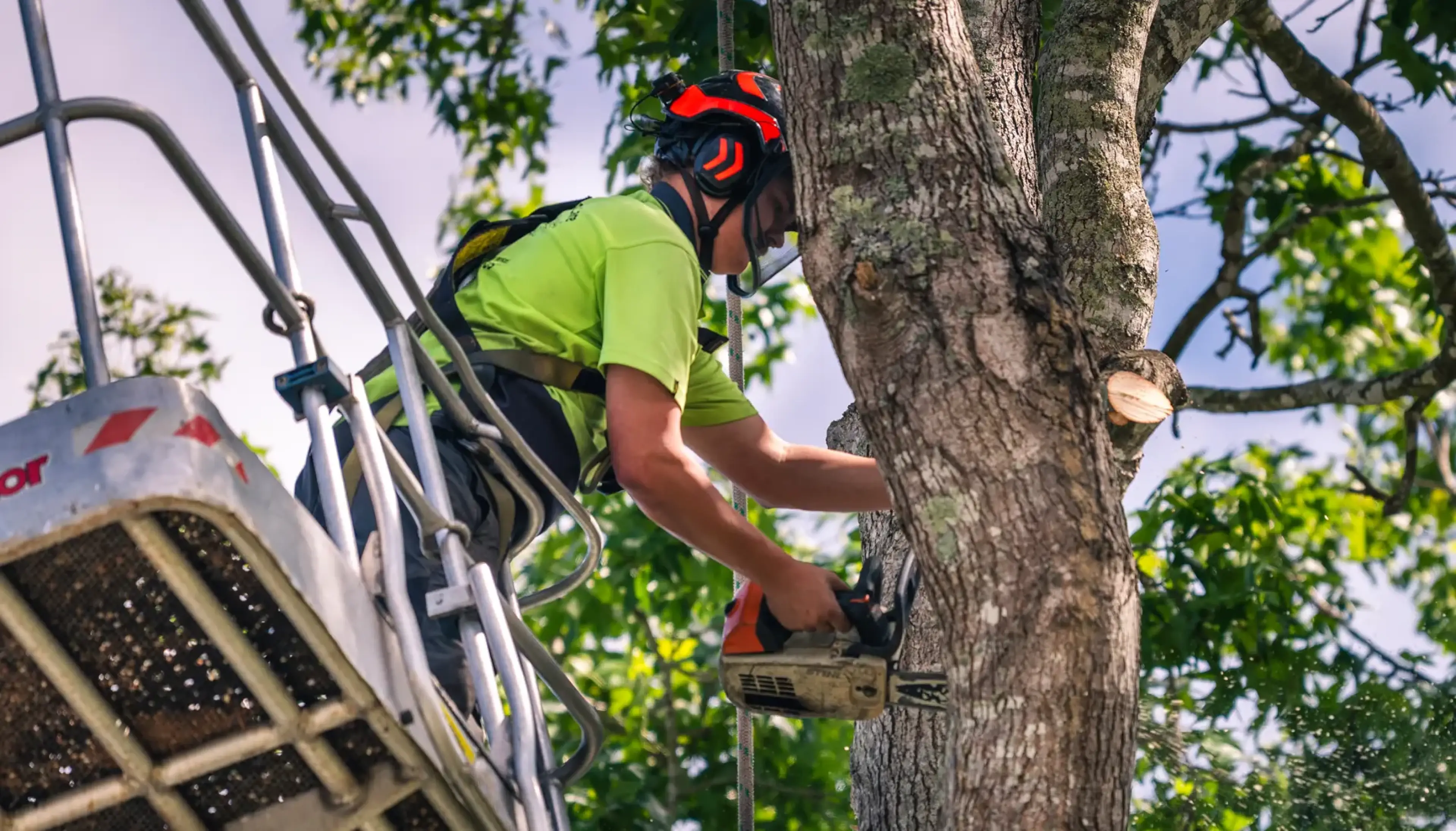 Tree Removal Services across the Shoalhaven